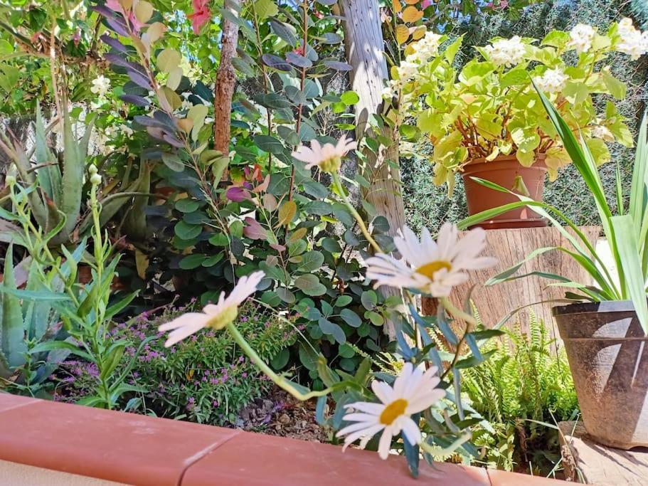 Villa Falconera Apartaments, Gandia A Las Faldas De La Montana Dış mekan fotoğraf