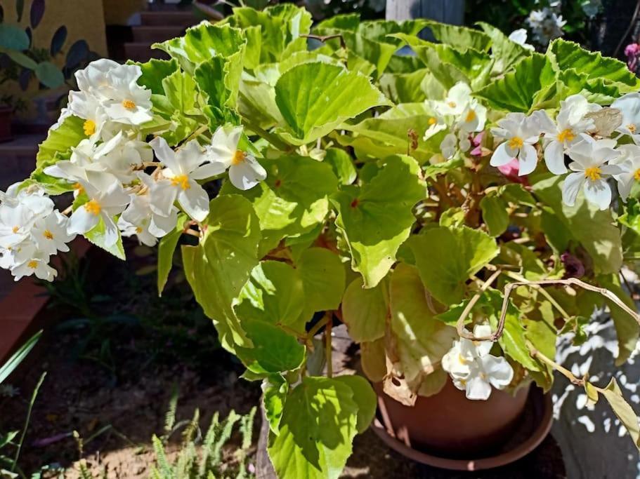Villa Falconera Apartaments, Gandia A Las Faldas De La Montana Dış mekan fotoğraf