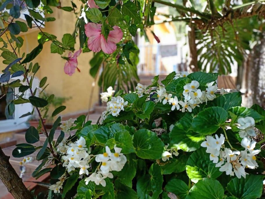 Villa Falconera Apartaments, Gandia A Las Faldas De La Montana Dış mekan fotoğraf