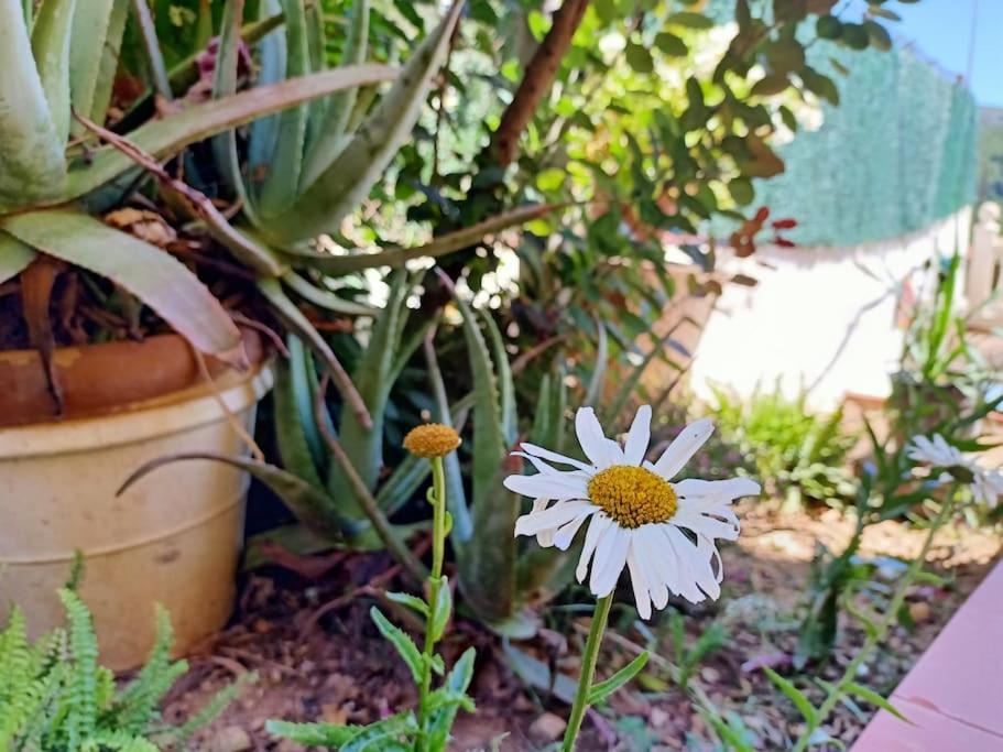 Villa Falconera Apartaments, Gandia A Las Faldas De La Montana Dış mekan fotoğraf