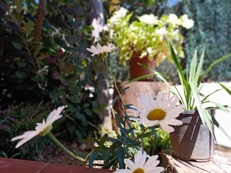 Villa Falconera Apartaments, Gandia A Las Faldas De La Montana Dış mekan fotoğraf
