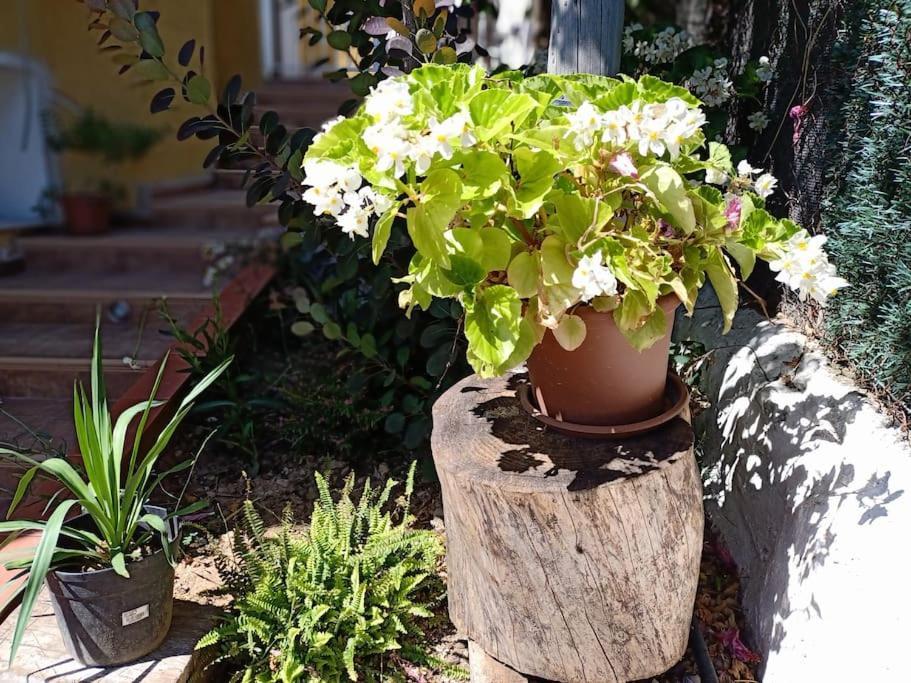 Villa Falconera Apartaments, Gandia A Las Faldas De La Montana Dış mekan fotoğraf