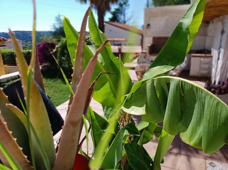 Villa Falconera Apartaments, Gandia A Las Faldas De La Montana Dış mekan fotoğraf