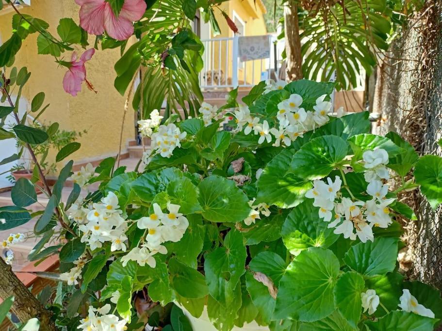 Villa Falconera Apartaments, Gandia A Las Faldas De La Montana Dış mekan fotoğraf
