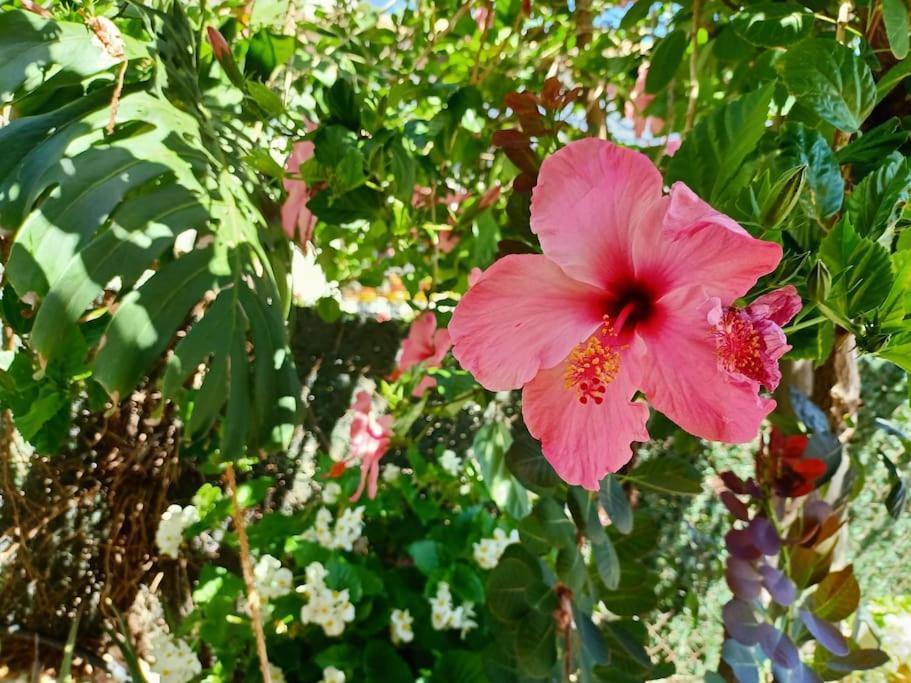 Villa Falconera Apartaments, Gandia A Las Faldas De La Montana Dış mekan fotoğraf